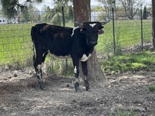 Fancy Face 22 Heifer