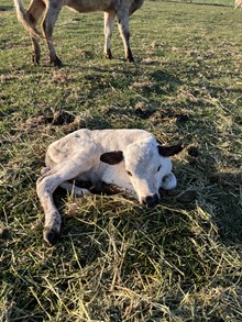 Horn Wine X Double Cupcake 25 Heifer
