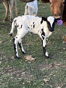 Horn Wine X Elegance 25 Heifer