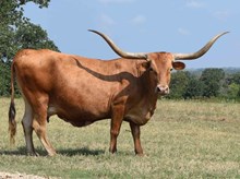 CO LILLY