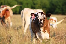 2017  Hottie Tottie Bull