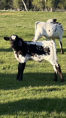 Horn Wine X Top Scotch 25 Heifer