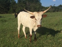 TL GOLDEN COWGIRL CHEX