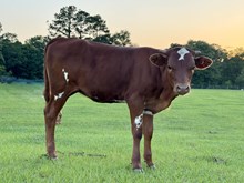 TS Merlot