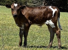 JM Tex