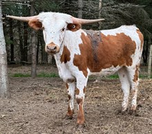 Cochise x Do Wa Ditty heifer
