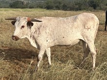 LM TEXANA’S EDGE