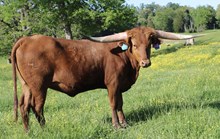 HL Ideal Cowgirl