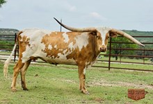 TXN Rubicon