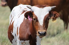 2018 Mama Mia Bull