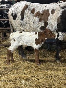 Heifer 5