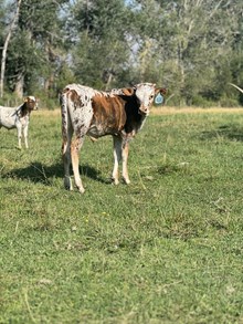 Cash Deal X Ebony 24 Bull