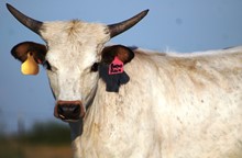 2017 Bueno Rain Heifer