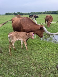 Cowgirl Red Heifer