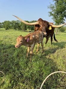 Chill Bumps Heifer