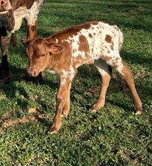 Catawissa Heifer 2025