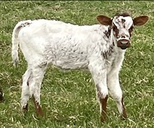 Yuma Shine Heifer 2025