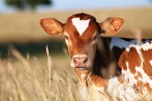 2017 Win Jolt Heifer