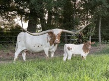 Steer DIVIDEND 95  x HORSESHOE J MAGNIFY