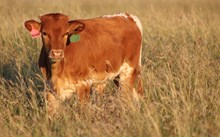 2017 Secret Passion Bull Calf