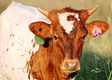 2017 Jameson Jubilee Heifer