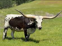 HR CASINO BELLE II (BUTLER COW)