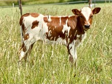 CR Match Grade x ZD Jam'n Lil' Measles calf