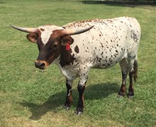 DBS Bevo