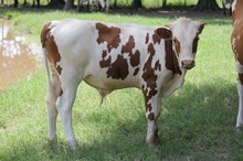 LAR Bull 517