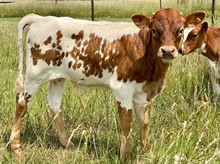 CR Match Grade x Crystal Blue 121 Calf