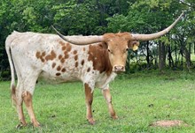 LONE STAR STORMY