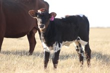 2021 Gossamer Heifer