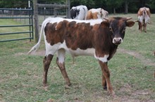 LAR Bull 2617