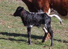 2022 HEIFER (PRINCESS MONA)