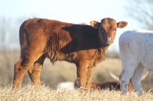 Juice’s Steer
