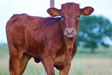 2021 Rio's Candy Heifer