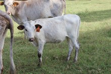 LAR Bull 1118