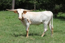 AF Starlet 2016