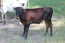 LAR Steer 618 