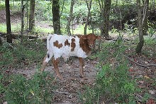 LAR Bull 2218