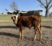 Dusty x Empress Bull Calf
