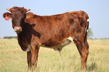 2021 Solace Bull