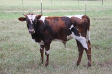 LAR Bull 1518