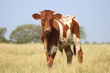 2021 Rio's Beauty Bull