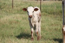 2021 RM Pat Bull