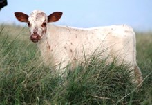 2017 Sittin Reflection Heifer