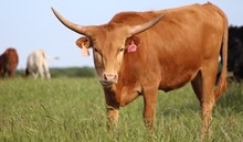 2019 Littlebit Heifer