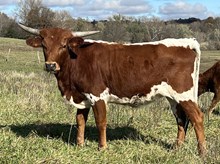 Heifer 10