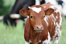 2020 Roslin Heifer