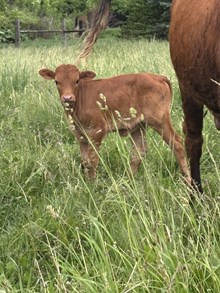 52 Gunsmoke heifer 
